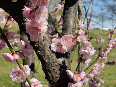 Unpredictable cherry blossom bloom underscores climate change concerns