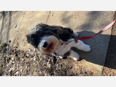 Triple T Dog Walking LLC