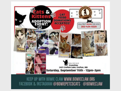Kitten and Cat Adoption Event 
